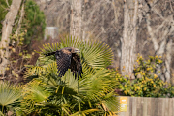 PIGARGO VOCINGLERO o AGUILA PESCADORA AFRICANA (Haliaeetus vocifer),