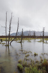 Vertical shot of marsh with dead trees and snowy mountains in distance. Rainy autumn day in Alaska.