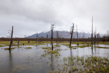 Bare trees in pond with snowy mountains in distance. Rainy autumn day in Alaska.