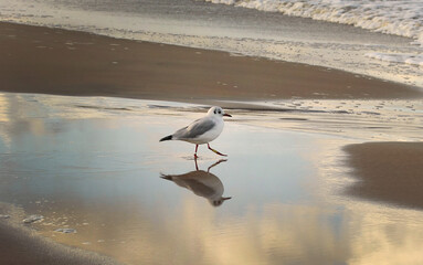 seagull on the beach