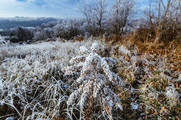 spacer, śnieg, jura, pies