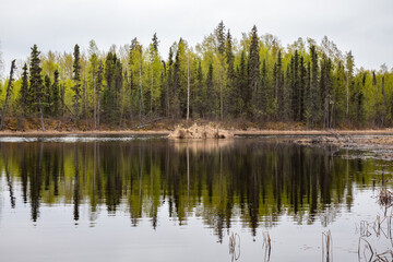 Fototapeta na wymiar Beautiful shot of river with reflection of high trees during spring season in Alaska