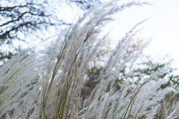 Wind day in nature La pampa argentina, calden forest