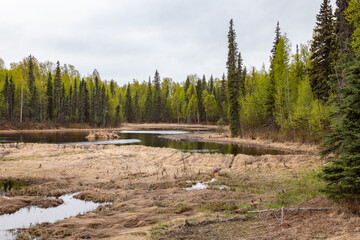 small river with plants and tall trees on cloudy spring day in Alaska