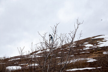 black-billed magpie (pica hudsonia) in Chugach State Park, Alaska