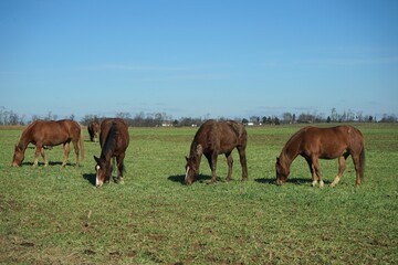 Fototapeta premium horses in the meadow