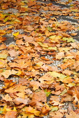 Nice and colorful park with maple leaves on the ground