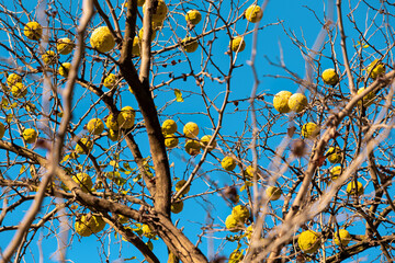 Bottom view of the branches of the maclura pomifera tree hung with fruits. Blue sky in the background. Alternative medicine