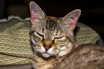 Obraz premium Gata Nina IMG_7200