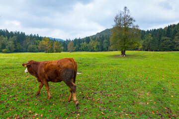 Tourist Farm, Green Karst, Slovenia, Europe