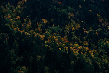 Colorful golden autumn forest pattern
