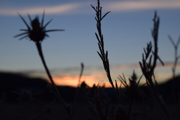 sunrise through the grass