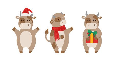 Set of vector bulls with hat, scarf and gift. Christmas and new year flat illustration. Chinese year of Ox 2021.