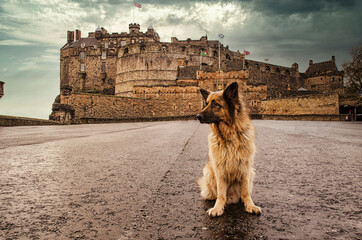 German Shepherd Dog in Front of Castle