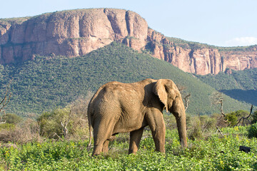 A lone African elephant walks through the shrub in Soth Africa.