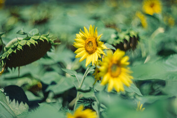 Wonderful sunflower in bokeh helios