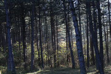 forest in the morning
