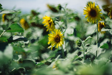 Wonderful sunflower in bokeh helios