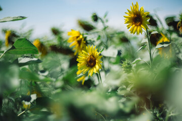 Wonderful sunflower in bokeh helios