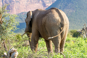 A lone African elephant walks through the shrub in Soth Africa.