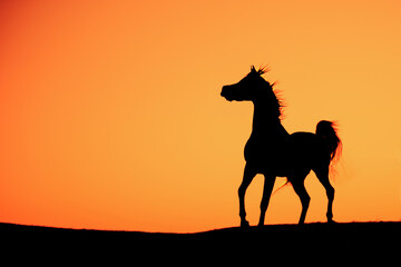 Horse silhouette black strong contrast orange sunset standing tall top of a hill powerful image