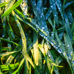 water drops on a leaf