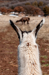 alpaca looking at another