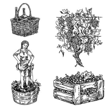 Wine set. Basket with bottle, girl crushed grapes, wooden box with grape and vineyard