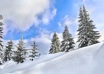 Winter landscape of mountains with of fir forest in snow after snowfall. Carpathian mountains