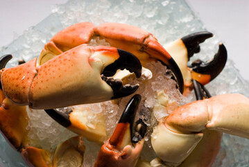 Stone crab claws. Colossal Crab claws served with lemons, spicy r&eacute;moulade sauce on top of a mixed green salad. Classic American restaurant or steakhouse appetizer or entree.