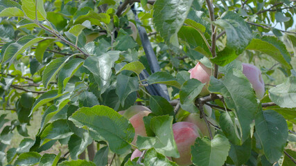 Red apples on a tree. Winter variety of apples Champion. Apple tree with red apples.