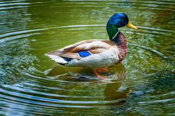 Obraz premium Mallard Duck standing in a shallow clear pond