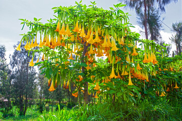 Bright orange Angels trumpet flower on the tree