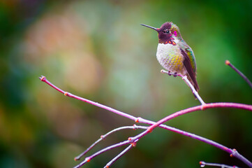 Anna Hummingbird perched on a branch