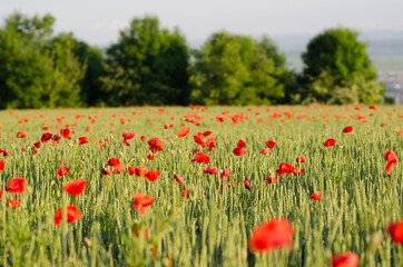  Delightful beautiful poppies flowers at evening sunset.