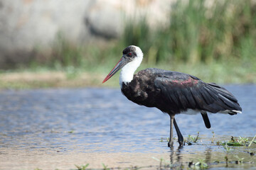 Wollhalsstorch / Woolly-necked stork / Ciconia episcopus