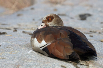 Nilgans / Egyptian Goose / Alopochen aegyptiacus..