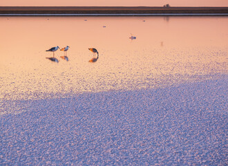 Seagull birds on sunset Genichesk pink extremely salty lake (colored by microalgae with crystalline salt depositions), Ukraine.