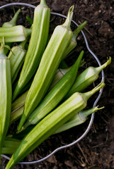Okra. Cooking ingredients from a farmers markets, Fresh Fruits and vegetables. Classic ingredients and garnishes used in restaurant cooking.