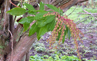 Andromeda Berries 01