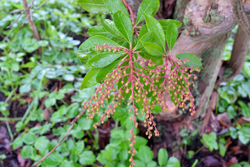 Andromeda Berries 04