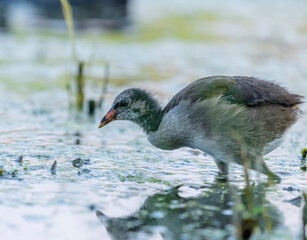 Young water rail (Rallus aquaticus) searching for food