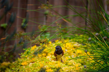 Grosbeak bird stands on a garden bed