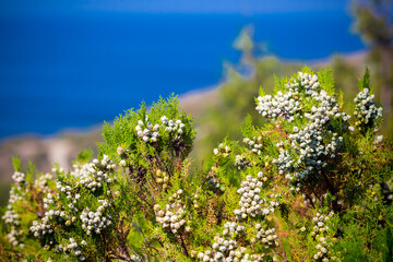 Juniper close up summer wiew with sea shore on background.