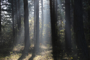 sun rays in the forest