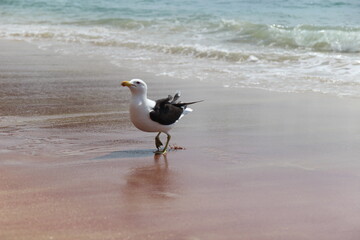 gaviota na praia