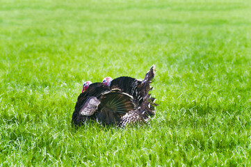 Two Domesticated Turkeys in a pasture