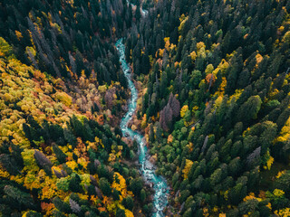 Mountain river in golden autumn among conifers in the mountains. Dombay. Russia. Drone shot