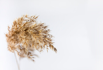 Natural reedson on white background.
