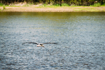 Adult European White Stork Flies Above Surface Of River With Its Wings Spread Out